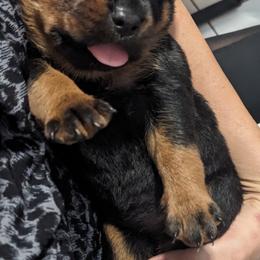 Rottweiler Puppies from Supreme Rottweilers