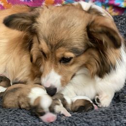 Baily - Pembroke Welsh Corgi