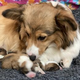 Baily - Pembroke Welsh Corgi