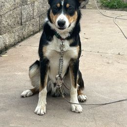 Brandy - Tri-color male Border Collie puppy in Black River Falls, Wisconsin from Billowing Borders