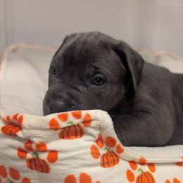 Gray Collar - Gray male Cane Corso puppy in Va Beach, Virginia from Guardian Corso's