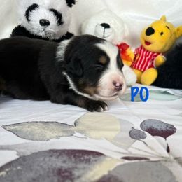 PO - Black tri Miniature Australian Shepherd puppy in Elgin, Illinois from Beaman Aussie Pride