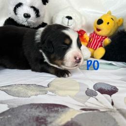PO - Black tri Miniature Australian Shepherd puppy in Elgin, Illinois from Beaman Aussie Pride