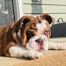 Nala - Chocolate tri-color female Bulldog puppy in Ranson, West Virginia from EMR’s Bulldogs