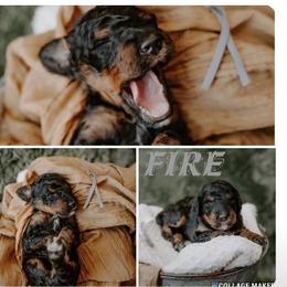 Bernedoodle, Goldendoodle, Poodle, and Sheepadoodle Puppies from Kerr Kanine Ranch