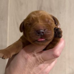 Lucas - Dark golden male Golden Retriever puppy in Henagar, Alabama from Shupe’s Sweet Southern Goldens