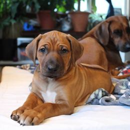 Rhodesian Ridgeback Puppies from Supernova Ridgebacks