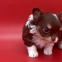 Chihuahuas from Tenderheart Chihuahuas