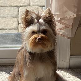 Willow - Yorkshire Terrier