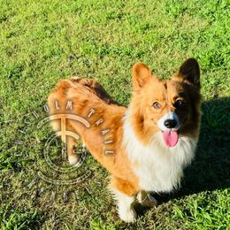 Laz - Pembroke Welsh Corgi