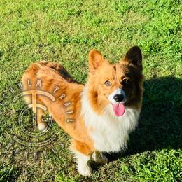 Laz - Pembroke Welsh Corgi