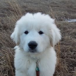 Great Pyrenees Puppies from Imac Great Pyrenees
