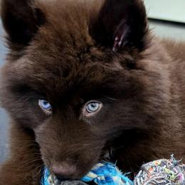 Chief - Brown and white male Siberian Husky puppy in East Tawas, Michigan from BurnsBerg's Woolies