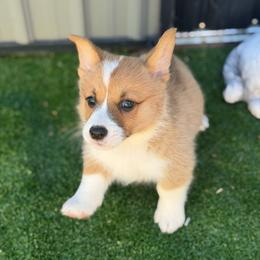 Mocha - Red and white female American Corgi puppy in Santa Ana, California from Tran's CorgiLand
