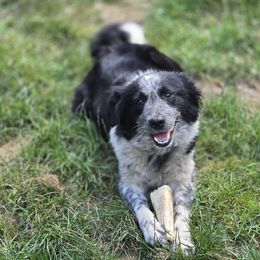 Tipsy - Border Collie