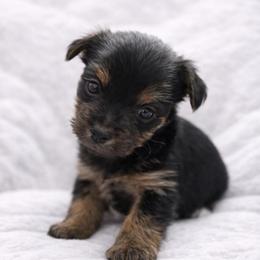 Poppy - Black and tan female Yorkshire Terrier puppy in Iron Mountain, Michigan from Celestial Family Terriers (Yooper Yorkies)