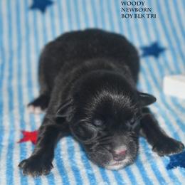 Woody - Black tri male Miniature Australian Shepherd puppy in Patterson, North Carolina from DreamLine Aussies