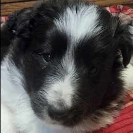 Shetland Sheepdogs from Crooked Creek Shelties