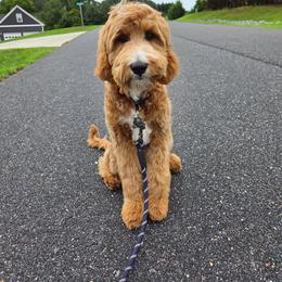 Highland - Goldendoodle