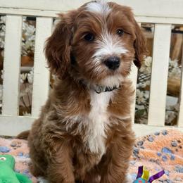 Yukon -Gray collar male - Red  male Goldendoodle puppy in Yuciapa, California from AlltheDoodlez_