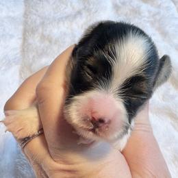 Aryna - White black and tan female Papillon puppy in Boardman, Ohio from Taliaferro Kennel