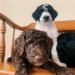Goldendoodle Puppies from Lady Doodle Farm