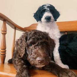 Goldendoodle Puppies from Lady Doodle Farm