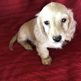 Dachshunds from Brydox