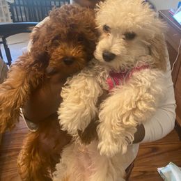 Maltipoo Puppies from Awwws-n-Pawws