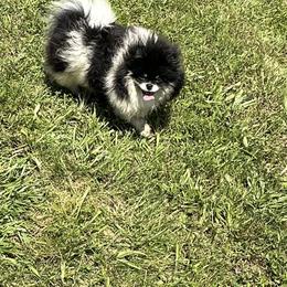 Lena - Pomeranian