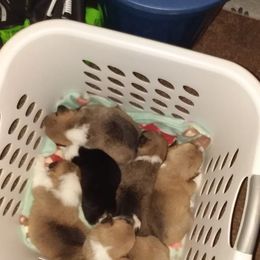 Pembroke Welsh Corgi Puppies from Benischek's P. W. Corgi's
