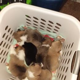 Pembroke Welsh Corgi Puppies from Benischek's P. W. Corgi's