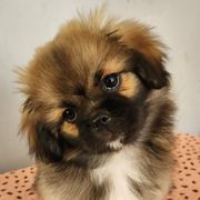 Rainbow Brite (Yellow) - Sable Tibetan Spaniel puppy in Atlanta, Georgia from Graymatter