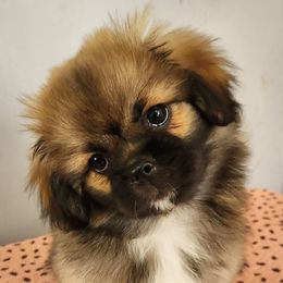 Rainbow Brite (Yellow) - Sable Tibetan Spaniel puppy in Atlanta, Georgia from Graymatter