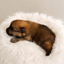 Dawn - Red sable female Pomeranian puppy in Atlanta, Georgia from Merle Paws Pomeranians
