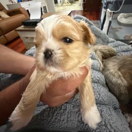 Green - Liver and white male Shih Tzu puppy in Bardstown, Kentucky from Kelly Clark's Shih Tzu