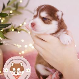 Brown Sugar - Red and white male Pomsky puppy in Trenton, Texas from Blissful Paws Pomskies