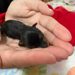 Libbies purple - Black and tan female Yorkshire Terrier puppy in Hardeeville, South Carolina from Pups of the Lowcountry