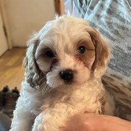 Troy - Cream male Cavapoo puppy in Burke, New York from Patti’s Puppies