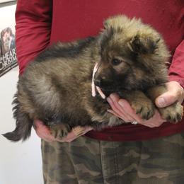 Pink Girl - Sable female German Shepherd puppy in Lake George, Colorado from High Country German Shepherds