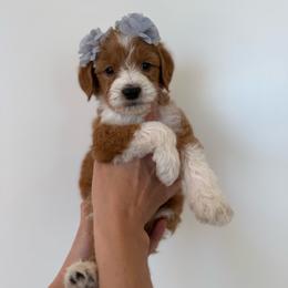 LUPINE - Parti male Goldendoodle puppy in Independence, Oregon from ANKENY DOODLES