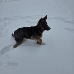 German Shepherd Puppies from Seaside Shepherds