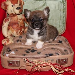 Pembroke Welsh Corgi Puppies from Wild West Corgis of Texas