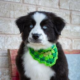 Joy - Black & white female Australian Shepherd puppy in Decatur, Texas from Wyldrose Australian Shepherds