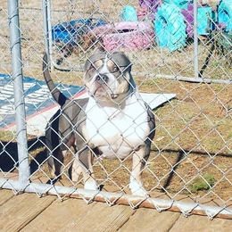 Val - American Bully