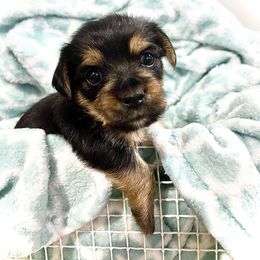 Yorkshire Terrier Puppies from K’s Yorkies