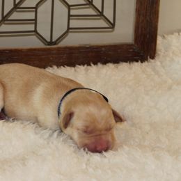 Girl 1 - Labrador Retriever puppy in Elk River, Minnesota from Stueber Labradors