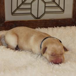Girl 1 - Labrador Retriever puppy in Elk River, Minnesota from Stueber Labradors