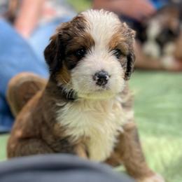 Liberty - Sable female Bernedoodle puppy in Kansas City, Missouri from Beary GoldenDoodles