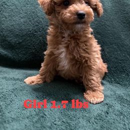 Lulu - Red  female Poodle puppy in Auburn, Georgia from Southern Poodles